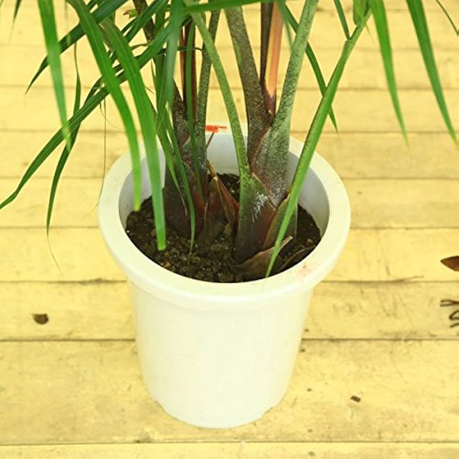 Amazon｜観葉植物：ミエミツヤシ2本入り*トライアングルパーム